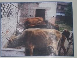 Gaushala at Shrimad Dayanand Bal Sadan
